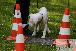 Welpen  24.05.2025 41